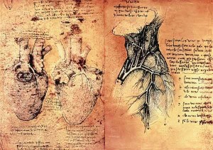 anatomia di leonardo da vinci