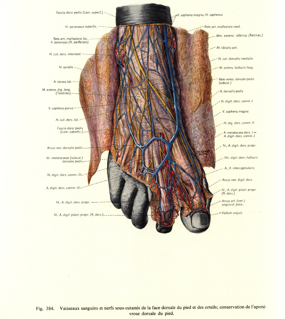La faccia oscura dell'Anatomia: Pernkopf ed il suo testo - Storia